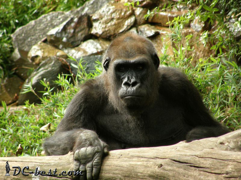 Gorilla in Washington, D.C. Zoo