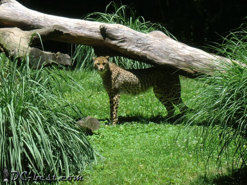 Cheetah in Washington, D.C. Zoo