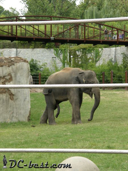 Elephant in Washington, D.C. Zoo