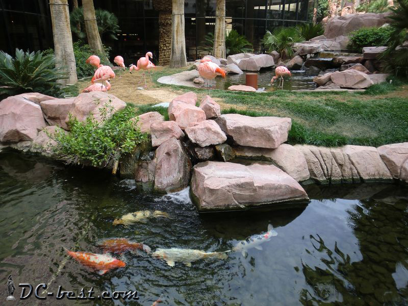 Розовые чилийские фламинго в тропическом саду казино Flamingo. Las Vegas, Nevada