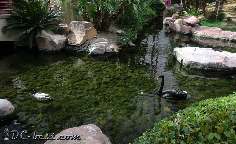 Черный лебедь в тропическом саду казино Flamingo. Las Vegas, Nevada
