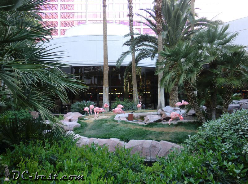 Розовые чилийские фламинго в тропическом саду казино Flamingo. Las Vegas, Nevada