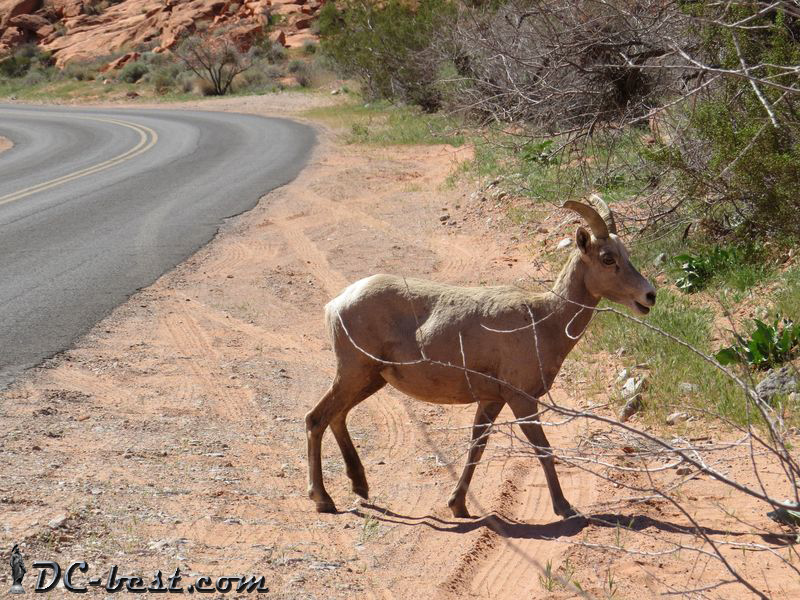 Wild goat in Valley of Fire, NV