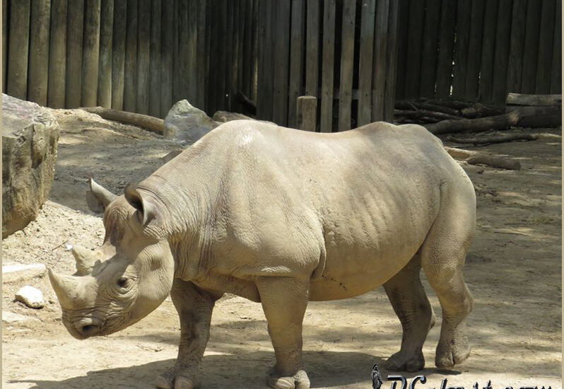 Носорог в зоопарке Кливленда, штат Огайо