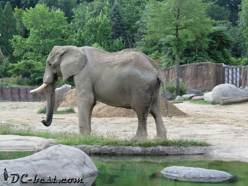 Слон в зоопарке Кливленда, штат Огайо