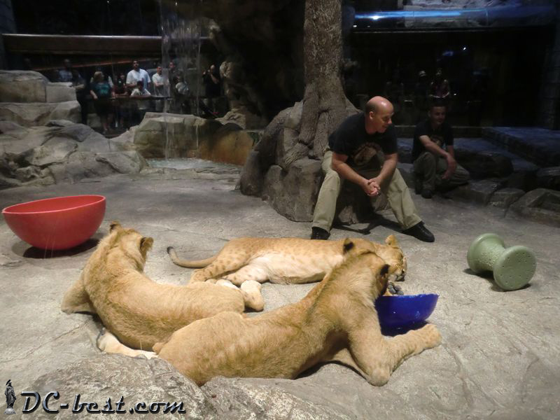 Львы в казино MGM Grand