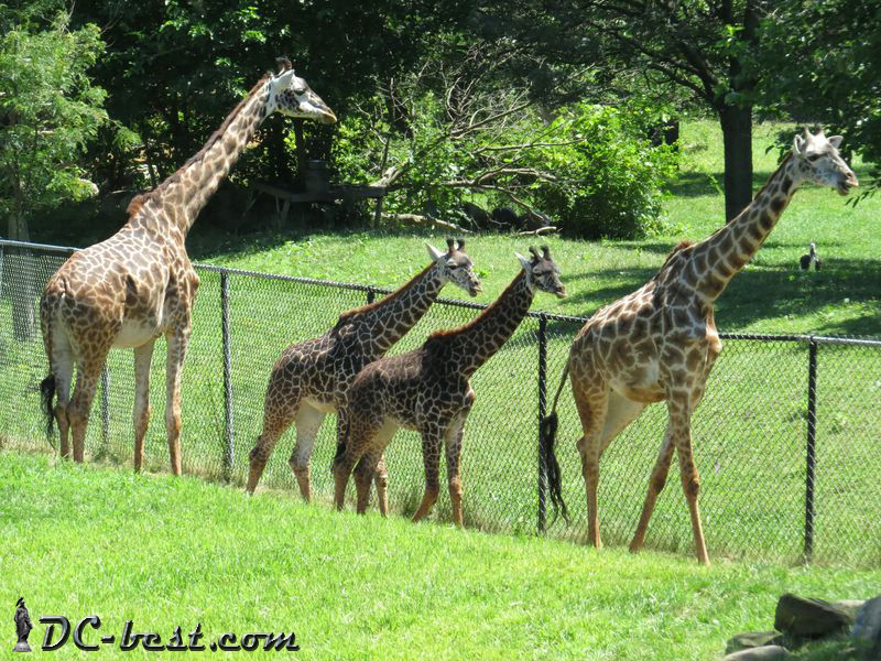 Жирафы в зоопарке Кливленда, штат Огайо