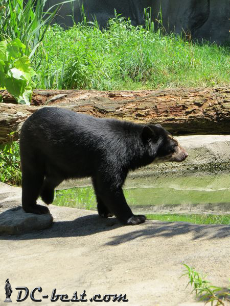 Черный медведь в зоопарке Кливленда, штат Огайо