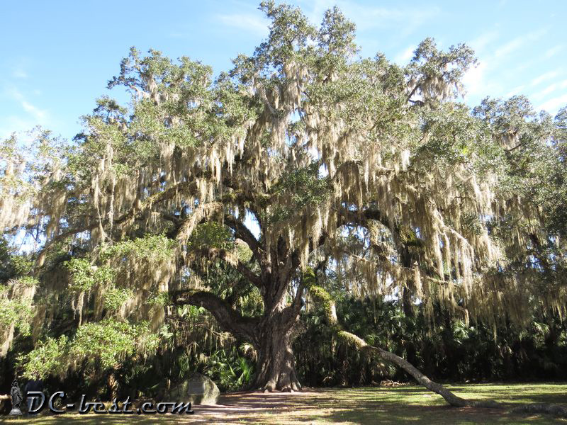 400-летний дуб Fairchild Oak