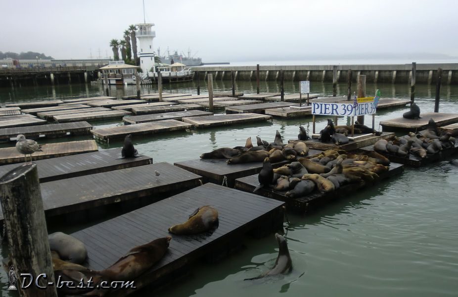 Sea lions on Pear #39 in San Francisco. Морские котики на пирсе #39 в Сан Франциско. 