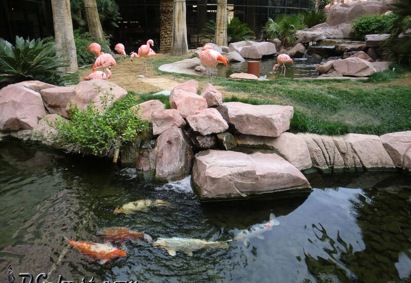 Розовые чилийские фламинго и орнаментальные карпы кои в тропическом саду казино Flamingo. Las Vegas, Nevada