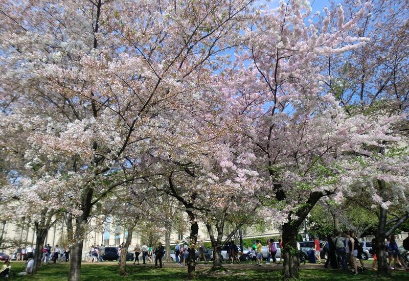 Цветение сакуры в Washington, D.C.