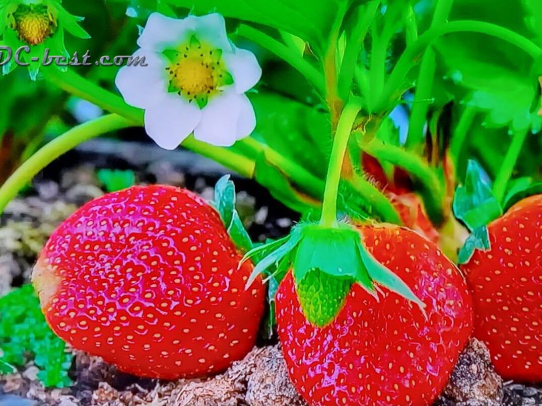 Какая вкусная клубника у тебя во рту!